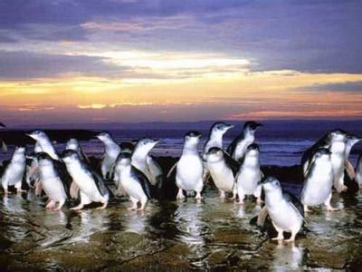 菲利普企鹅岛一日游