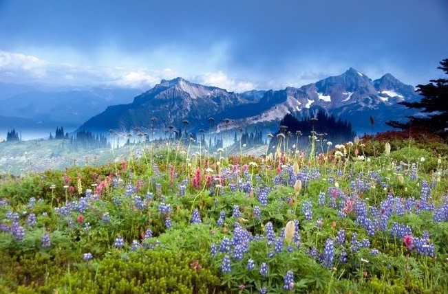 Mt. Rainier One Day Trip 遇上西雅图雷尼尔火山浪漫一日游