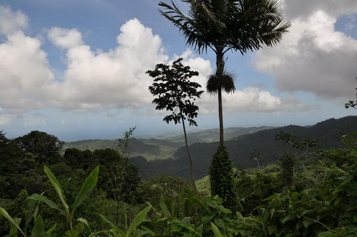 波多黎各异国风情：圣胡安+云盖国家森林+法哈多荧光海+库莱布拉岛(C岛) 4日游