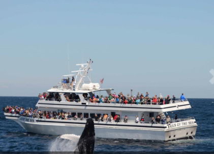 普利茅斯种植园-观鲸鱼船一日游